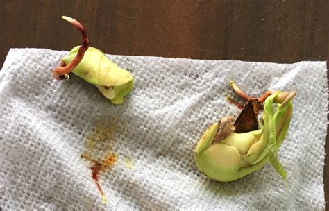 How to sprout a mango seed. Things To Know About How to sprout a mango seed. 
